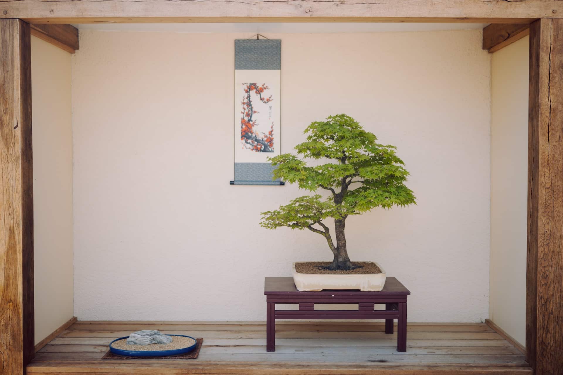 Le bonsaï ficus, un arbre idéal pour les débutants